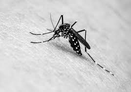 Read more about the article 11 estados poderão ter surto de dengue em 2020, diz Ministério da saúde