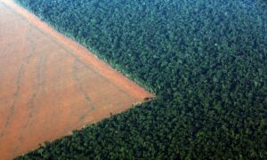 Read more about the article 99% do desmatamento no Brasil de 2019 foi ilegal, diz relatório inédito