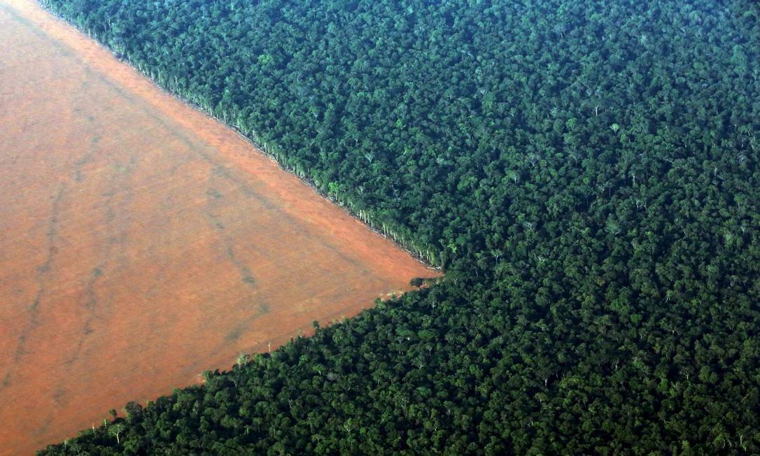 You are currently viewing 99% do desmatamento no Brasil de 2019 foi ilegal, diz relatório inédito