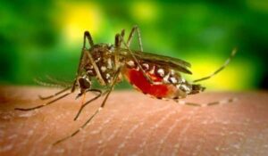 Read more about the article Pesquisadores identificam na linhagem do vírus da zika no Brasil e dizem que corremos risco de nova epidemia