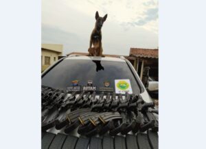 Read more about the article Motorista é preso após cão da PM identificar 20 fuzis escondidos em fundo falso de carro, em Cianorte
