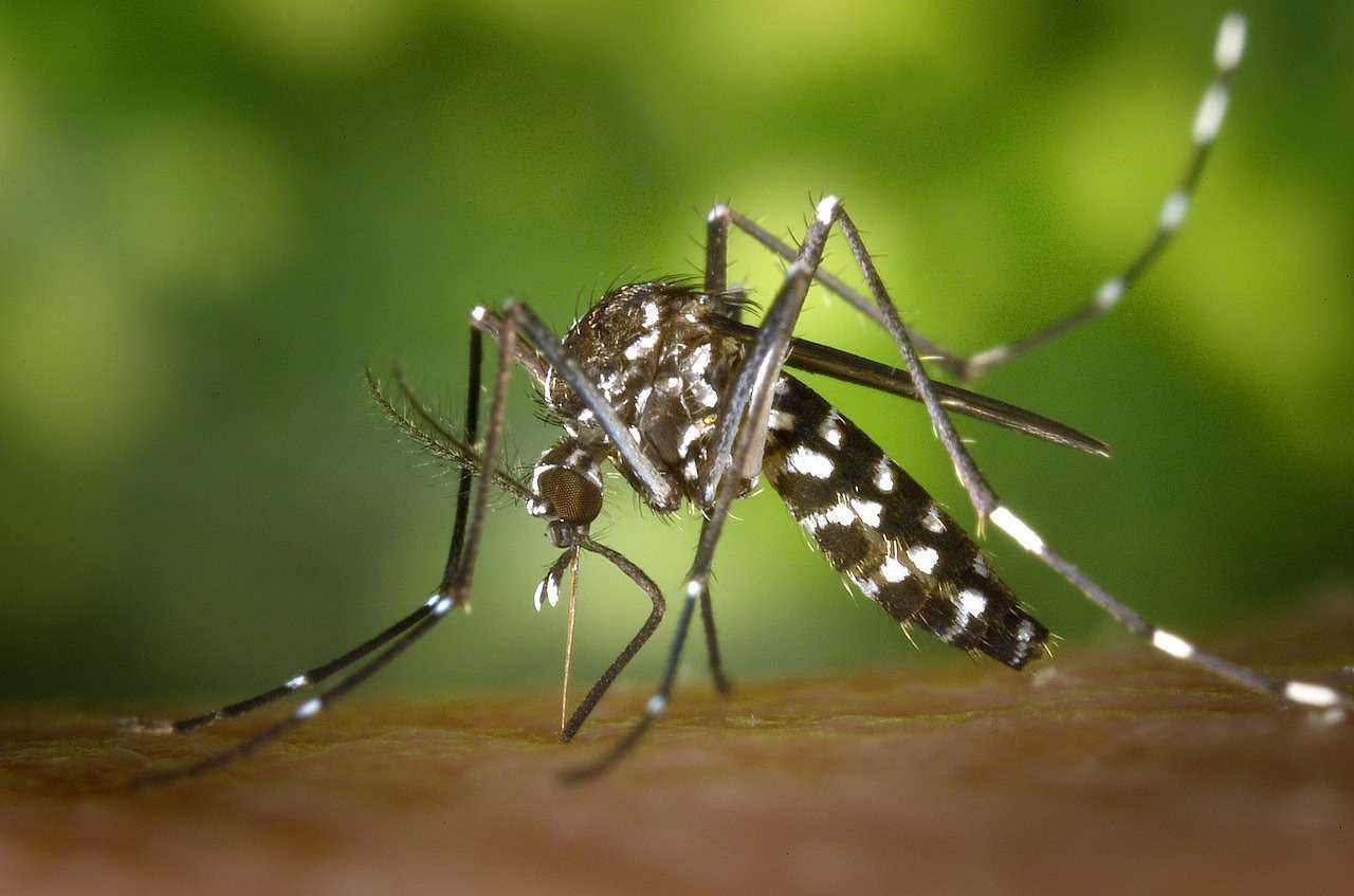 You are currently viewing Brasileiros criam sistema para prever epidemias de dengue e febre amarela