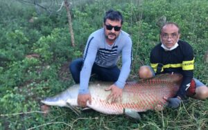 Read more about the article Peixe de 80 quilos é pescado em açude de cidade do Cariri paraibano