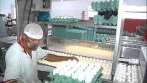 Read more about the article Preço alto de insumos prejudica produção de ovos em Pernambuco