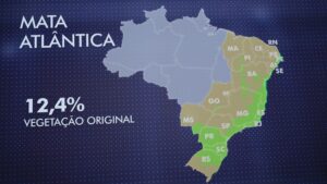 Read more about the article Brasil tem apenas 12,4% da vegetação original da Mata Atlântica, aponta relatório