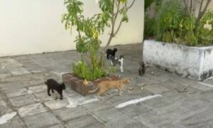 Read more about the article Justiça da Paraíba extingue ação que tem como autores 22 gatos
