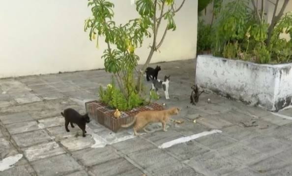 You are currently viewing Justiça da Paraíba extingue ação que tem como autores 22 gatos