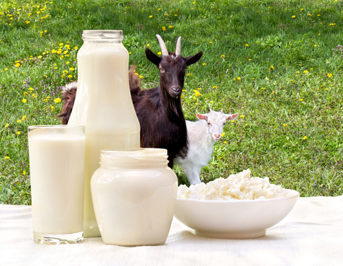 Read more about the article Sudene e Embrapa colocam cidades do Pajeú e Moxotó em projeto de leite de cabra e produtos lácteos
