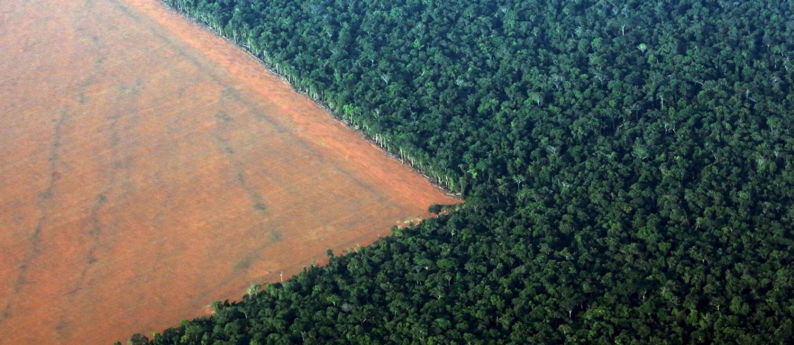 Read more about the article Brasil foi responsável por 40% de perda de florestas nativas no mundo em 2021, diz relatório