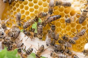 Read more about the article Pessoas picadas por abelhas em Parque da cidade foram parar no Hospital em Santa Terezinha