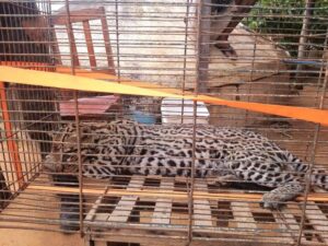 Read more about the article Policia Ambiental resgata jaguatirica ferida, mais animal não resistiu