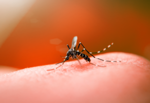Read more about the article Brasil já tem mais de 750 mil infectados com dengue, em menos de um mês, casos cresceram 40%