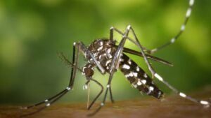 Read more about the article Pernambuco tem aumento de 70,2% nos casos suspeitos de chikungunya e de 39,3% nas notificações de dengue