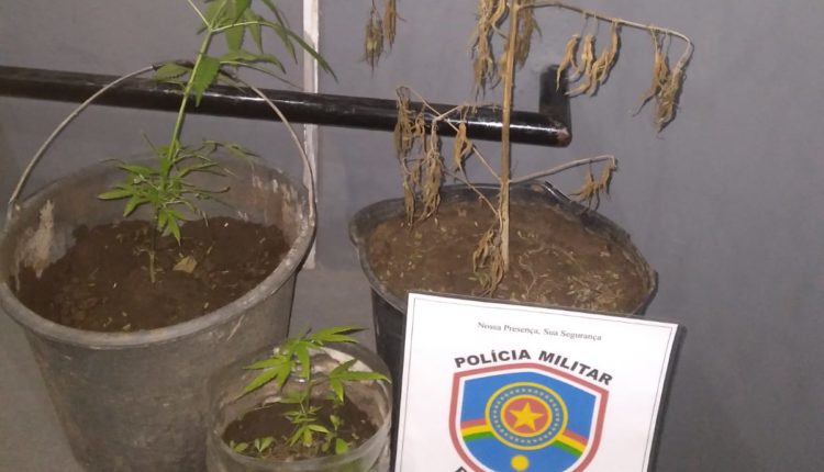 Polícia descobre plantio de maconha em São José do Egito