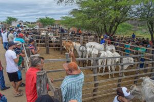 Read more about the article ADAGRO garante crescimento da feira do gado de São Vicente que já está entre as maiores do Estado