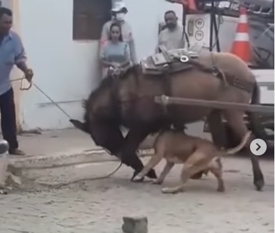 You are currently viewing Cão ataca burro em Princesa Isabel-PB