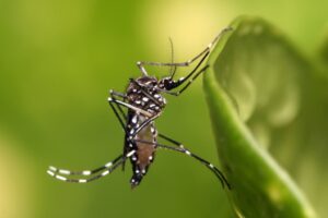 Read more about the article Paraíba registra 3 novas mortes por chikungunya e uma por dengue em agosto