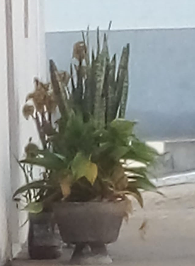 You are currently viewing Roubo de plantas causa revolta em rua de São José do Egito