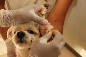 Read more about the article Prefeitura de SJE vai fazer testagem em massa de cães para detectar leishmaniose