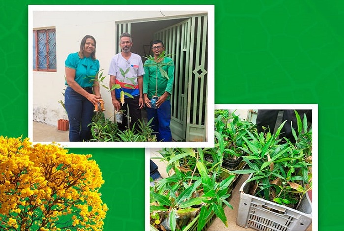 Read more about the article Brejinho recebeu doação de 200 mudas de árvores