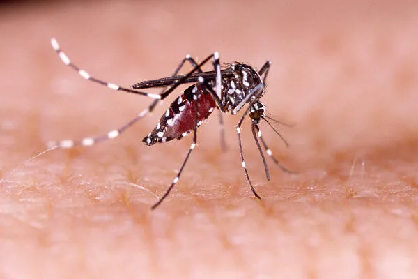 Read more about the article Dengue atinge 75% dos municípios do Brasil no início do ano