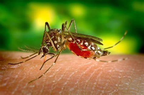 You are currently viewing Duas cidades do Pajeú apresentam risco surto de dengue