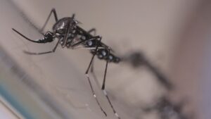 Read more about the article Paraíba registra primeira morte por dengue em 2023