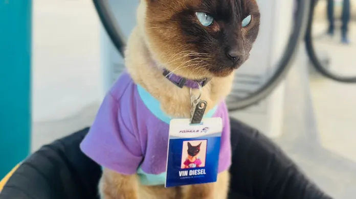 Read more about the article Gato ‘Vin Diesel’ é adotado por funcionários de posto de combustível e ganha crachá em Belo Jardim