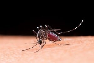 Read more about the article PB confirma 2ª morte por dengue em 2024
