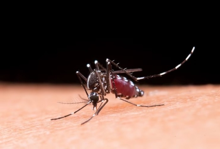 You are currently viewing PB confirma 2ª morte por dengue em 2024