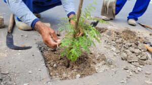 Read more about the article Prefeitura de Brejinho planta árvores no centro da cidade