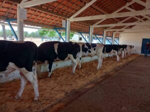 Read more about the article Governo diz que produtores de leite terão benefícios fiscais