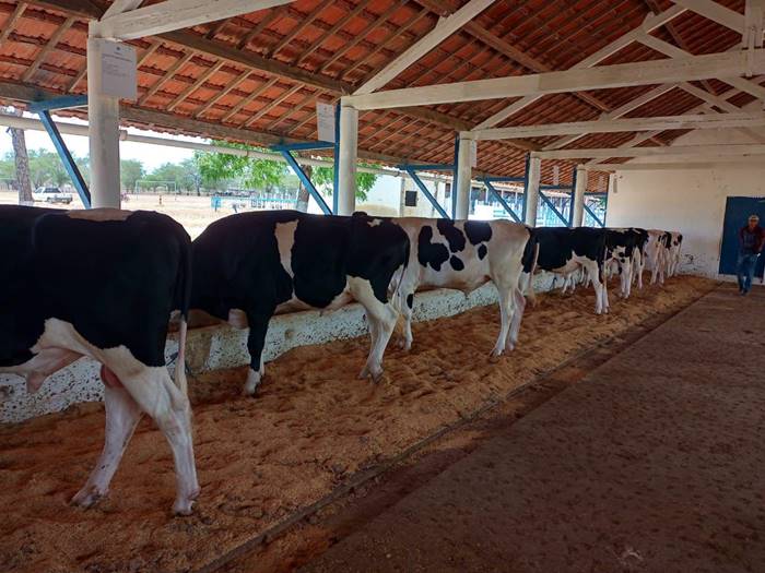 You are currently viewing Governo diz que produtores de leite terão benefícios fiscais