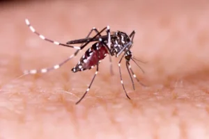Read more about the article Paraíba registra mais de 9,1 mil casos prováveis de dengue