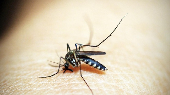 Read more about the article Região Já tem mais de 1.200 casos prováveis de dengue em 2024