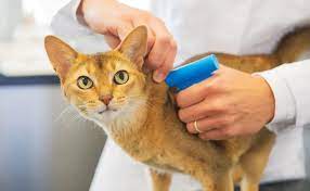 You are currently viewing Animais agora serão microchipados em São José do Egito