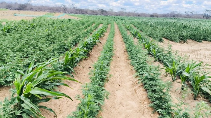 Read more about the article Plantação com mais de 100 mil pés de maconha é encontrada no Cariri da PB