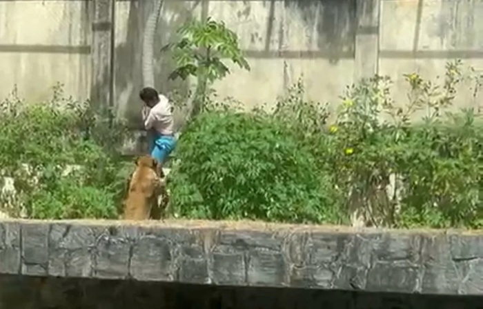 Read more about the article Jovem que foi morto ao invadir jaula de leoa, tinha esquizofrenia e histórico de abandono