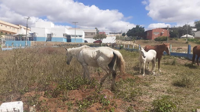 Read more about the article Prefeitura regulamenta apreensão de animais soltos em vias públicas de São José do Egito