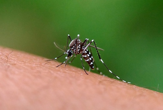 Read more about the article Tempo quente e chuvoso aumenta o risco de proliferação do Aedes aegypti
