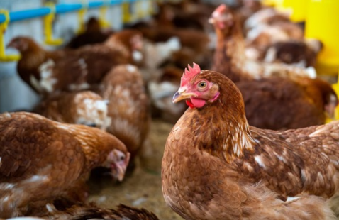 Read more about the article Sala do Empreendedor oferece curso de formação em avicultura