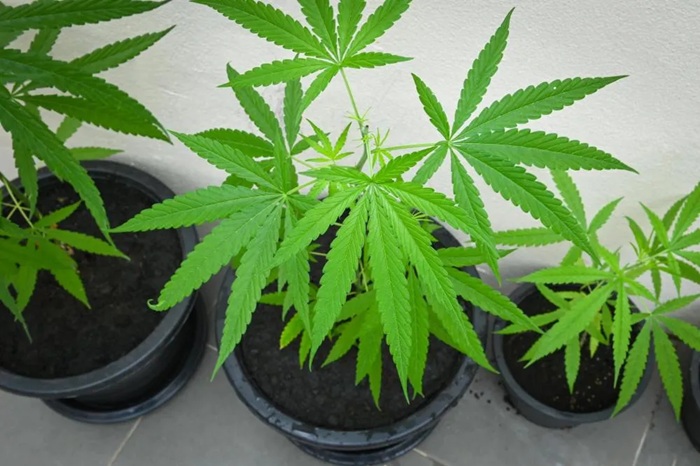 Leia mais sobre o artigo Homem é pego cultivando maconha em Itapetim