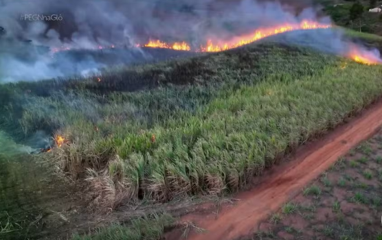 Leia mais sobre o artigo Tecnologia de Pernambucano vira aposta no combate a incêndios