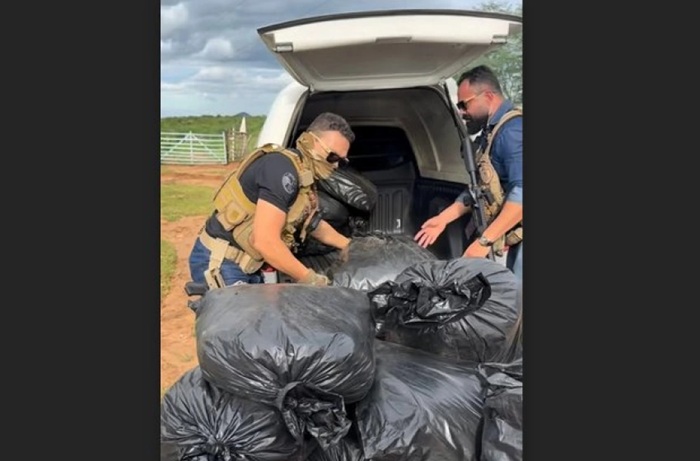 Leia mais sobre o artigo Polícia apreende mais de 300 kg de maconha no Cariri paraibano