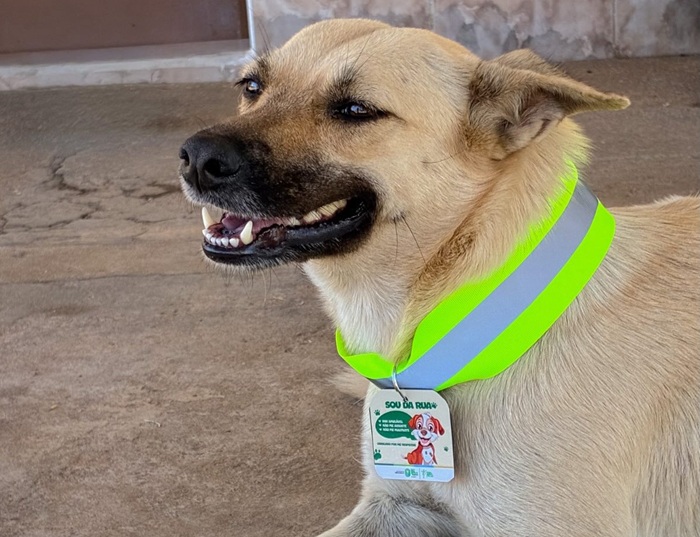 Leia mais sobre o artigo Cães atendidos pelo município recebem identificação em São José do Egito