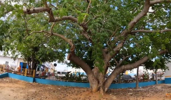 Leia mais sobre o artigo São José do Egito institui plano para ampliar arborização urbana e previsão de plantar 20 mil arvores até 2037