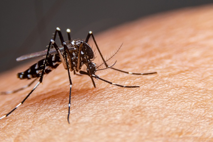 Leia mais sobre o artigo Sumé e Monteiro registram mortes por dengue no primeiro semestre de 2026